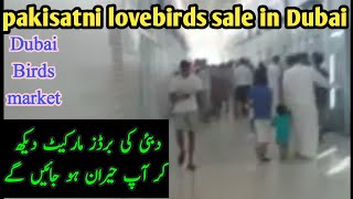 birds market dubai | parrots price in Dubai