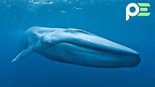 صوت الحوت الازرق في مصر و ليبا و الجزائر و السعودية