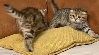 Crazy Games of Kittens. Meow