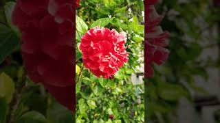 Beautiful Red Hibiscus flower | Lal Gudhal ke phool #short