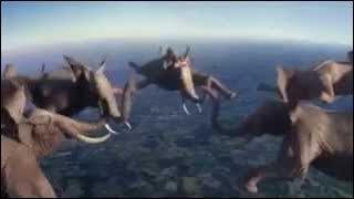 Elephants Skydive and More! Amazing!