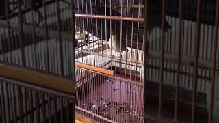 Download Lagu SIKATAN LONDO belajar bunyi MP3