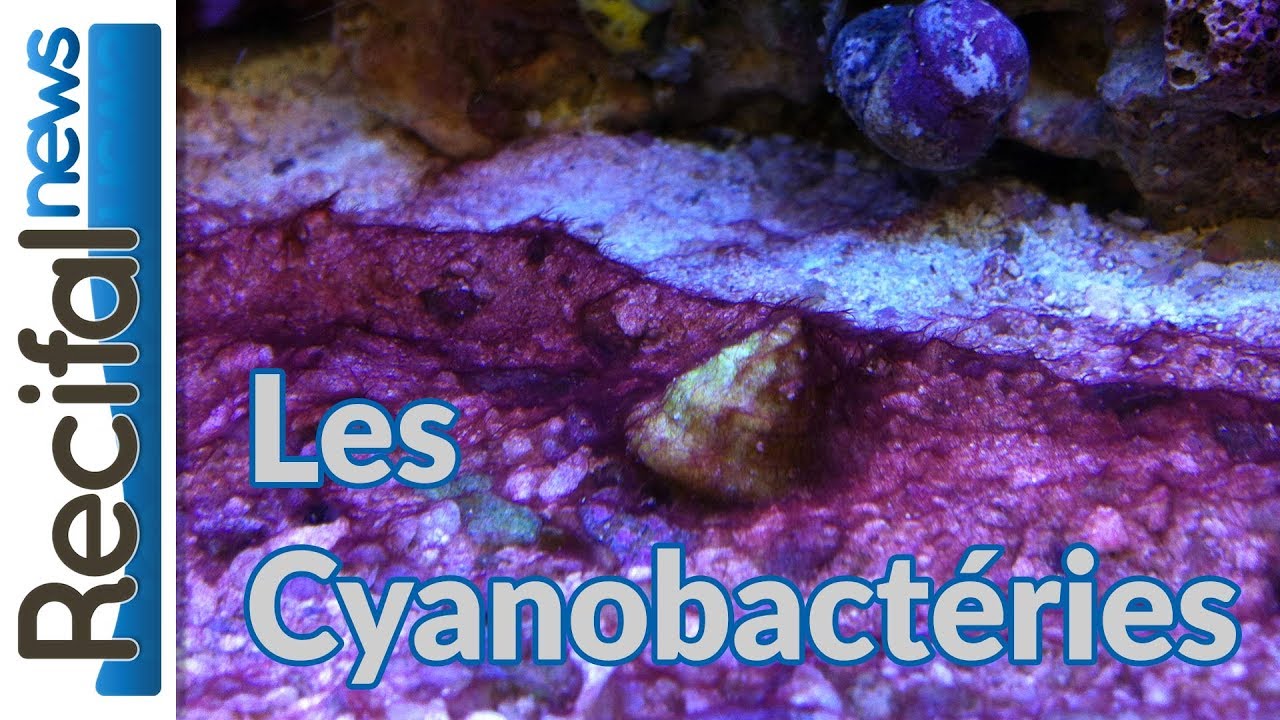 Algues, cyano – Aquariophile facile, en eau douce et marine.