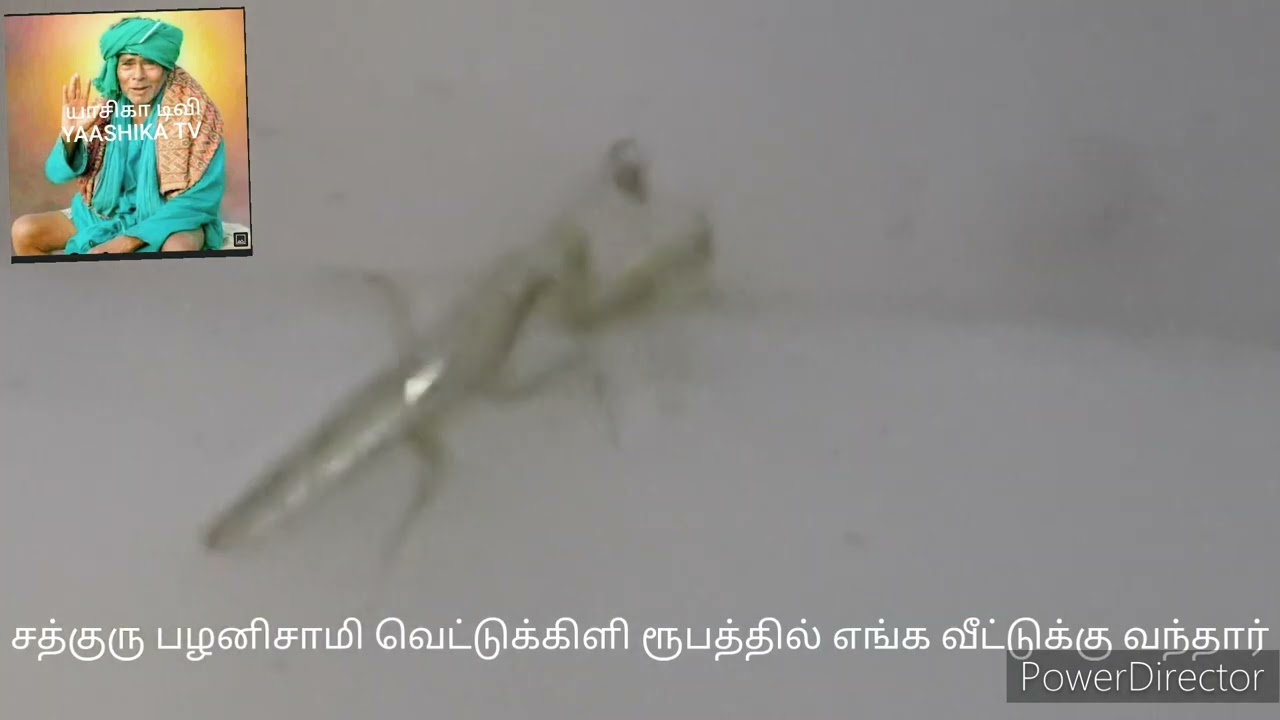 சத்குரு பழனிசாமி ஐயா வெட்டுக்கிளி ரூபத்தில் யாசிகா வீட்டுக்கு வந்து ஆசிர்வாதம் செய்தார்.25.10.2023.