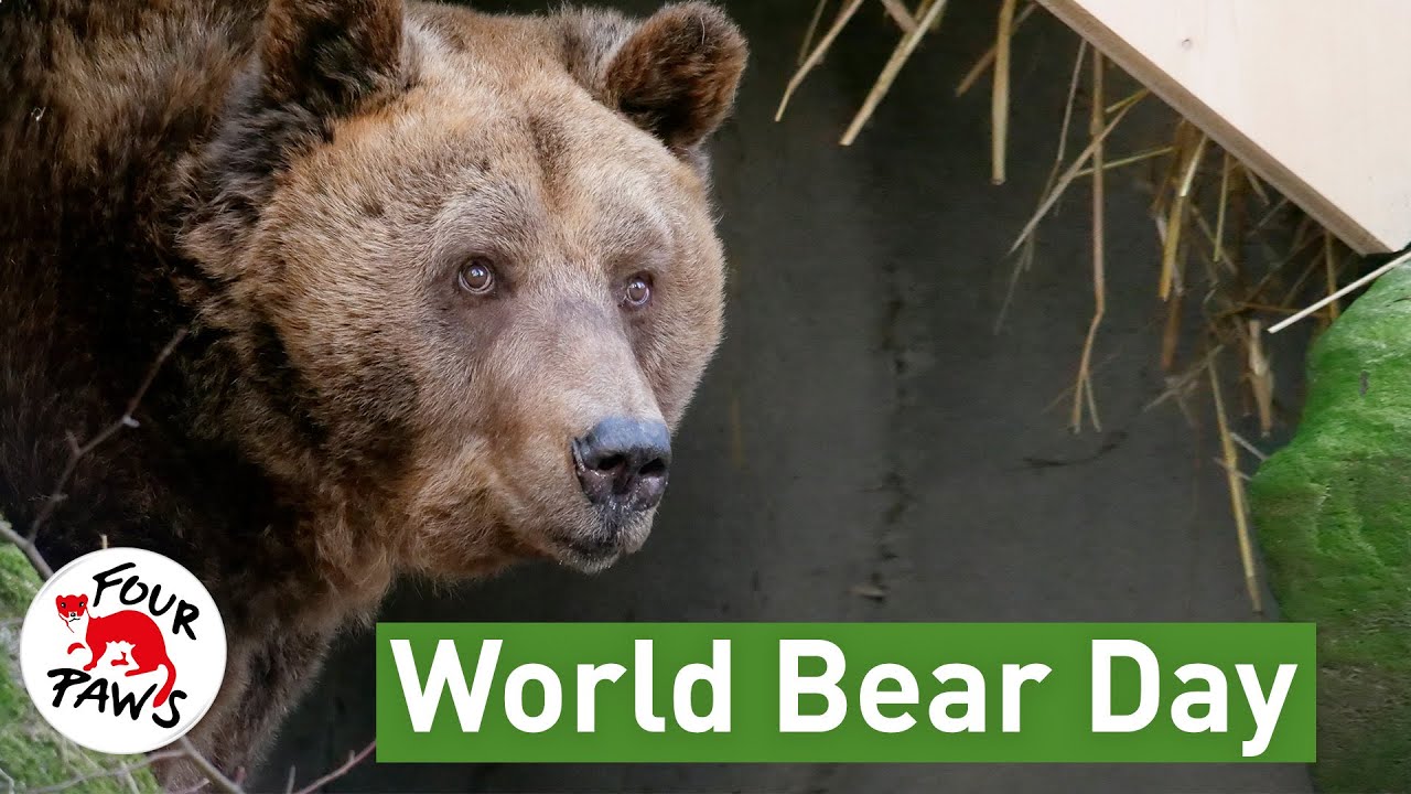 10 Facts About Brown Bears - FOUR PAWS International - Animal