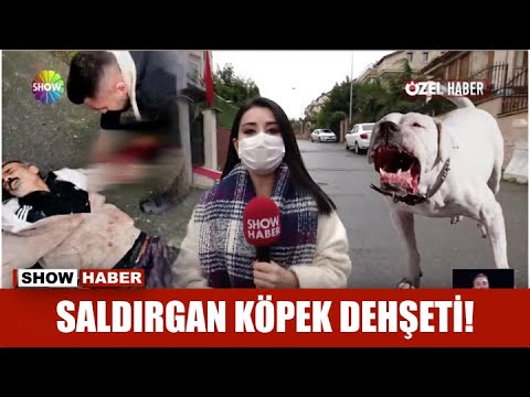 Saldırgan köpek dehşeti!