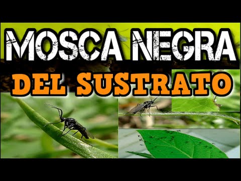 Video: ¿Qué son las moscas verdes? - ¿Qué les hacen las moscas verdes a las plantas en los jardines?