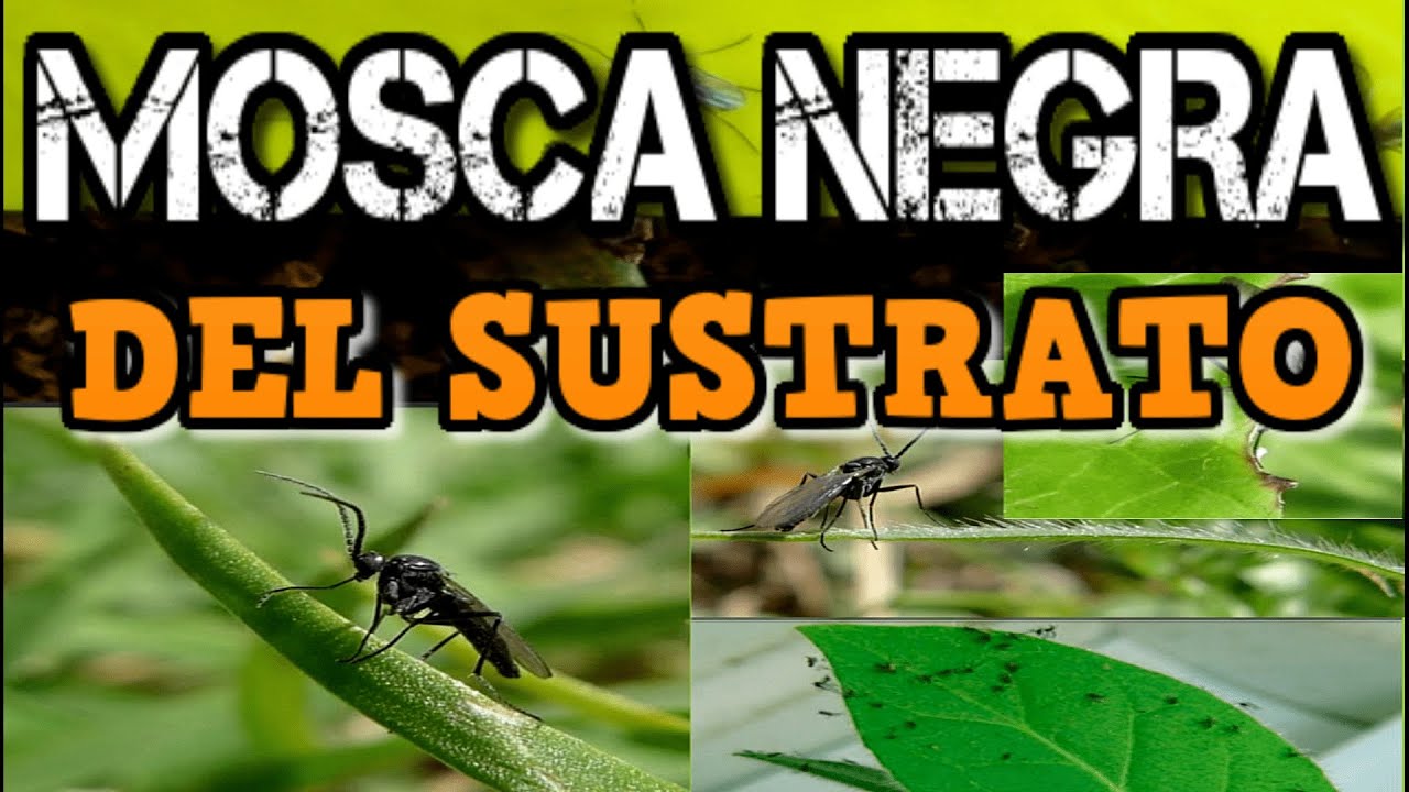 Eliminar Mosquitas Negras en Plantas | Combatir Mosca de la HÚMEDAD,  SUSTRATO O MANTILLO! - YouTube