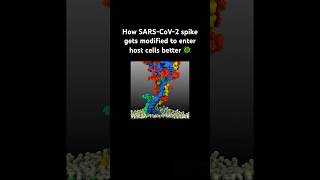 How SARS-CoV-2 spike gets modified to enter host cells better #covid19 #trending
