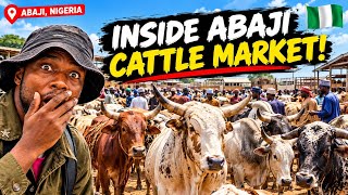 Information Inside Abaji Cattle Market 🇳🇬 | The Business Behind Nigeria’s Cattle Trade News