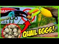 Toucans Try Quail Eggs!