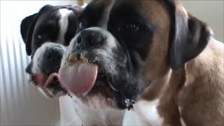 Boxer dogs Archie and Alfie eating peanut butter !