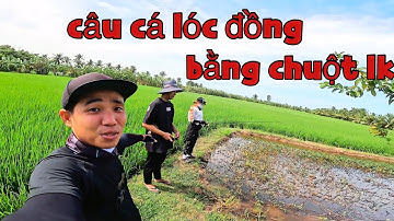 Câu cá lóc đồng bằng chuột lk tập 1