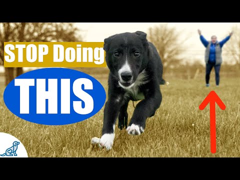 Video: Dos And Don'ts Of Recall Training