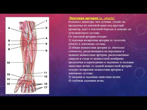 АРТЕРИИ ВЕРХНЕЙ КОНЕЧНОСТИ
