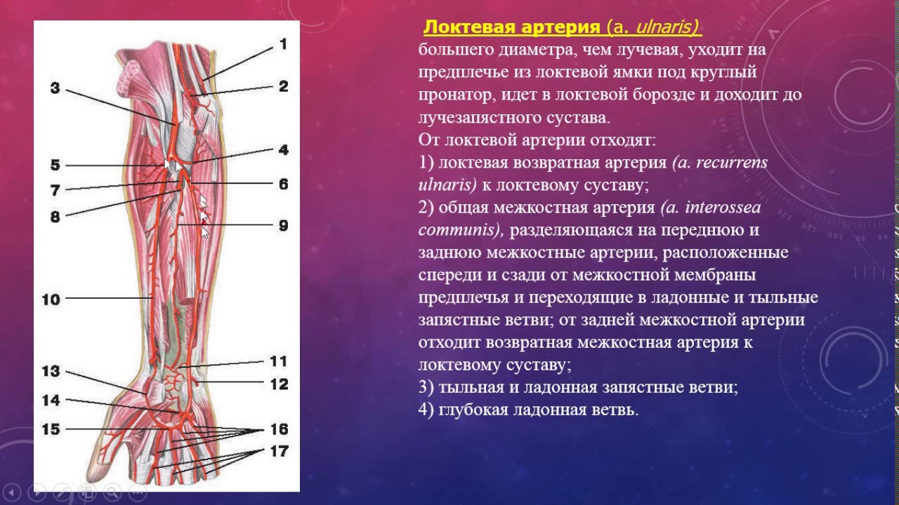 Cual es la arteria principal del cuerpo humano