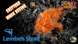 There is no other dive location like this ! – The Lembeh Strait - Deep House