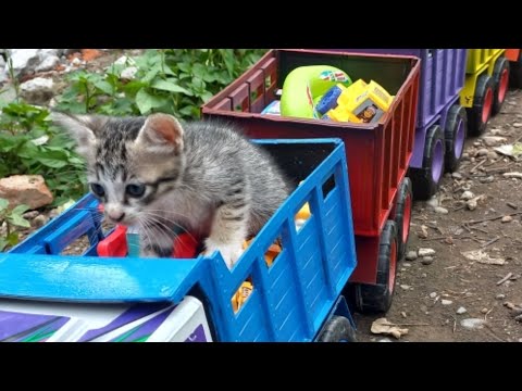 Video: Ada apa dengan mobil kucing?
