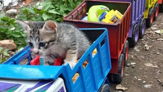 Trek Gandeng dan Si manis kucing lucu menemukan mainan