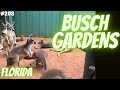 #208 USA/VLOG Park Busch Gardens Tampa 2019