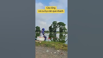 câu lửng trắm đen cũ mà vồ cần không kịp luôn #dungnguyenfishing #caucatramden #fishing #cauca