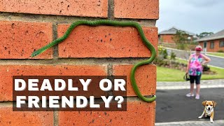 DEADLY SNAKE? on his WALL!