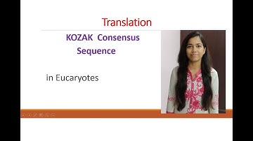 kozak concensus sequence
