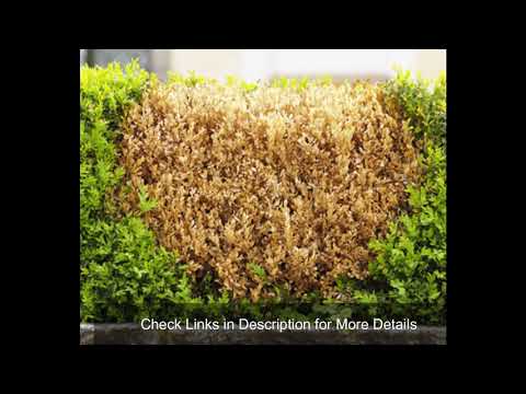 Video: Bagaimana Anda memangkas cuppressus macrocarpa?
