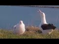 Royal Albatross Chick Gets A Big Meal From Mom In New Zealand | DOC | Cornell Lab