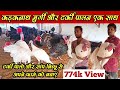 । कड़कनाथ मुर्गी और टर्की मुर्गी पालन एक साथ।। Turkey Bird or Kadaknath poultry farming kaise karen