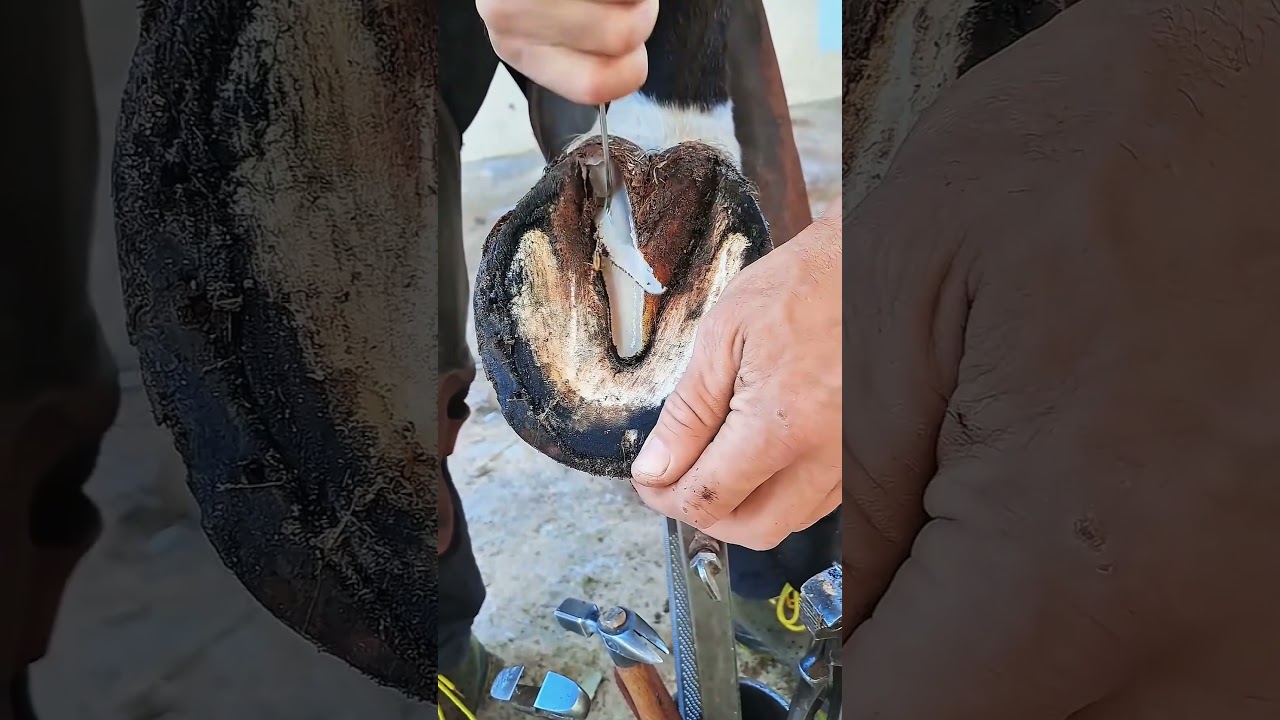 #farrier #farrierlife #horse #horsecare #horseshoe #asmr #satisfying