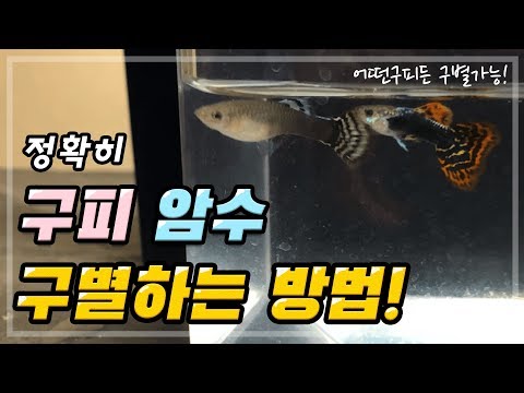 이 영상하나로 모든 구피 암수 구별가능~!