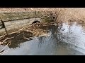 Pipe explosion beaver dam bursts through culvert while unclogging 