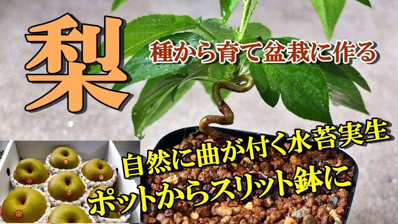 梨の盆栽】自然に曲が付く水苔実生で種から育て盆栽に作るポットから 