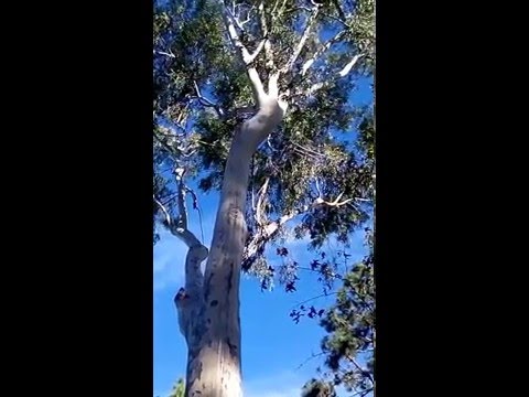 Video: Leaking Of Eucalyptus Trees - What To Do For Eucalyptus Tree Oozing