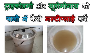 Trichoderma ko pani me kaise multiply karen | Juggery | Pseudomonas