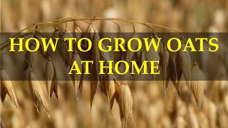 HOW TO GROW OATS AT HOME