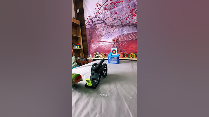 Unbelievably Funny Parrot Adventures 🦜🎉 Watch These Birds Crack You Up!