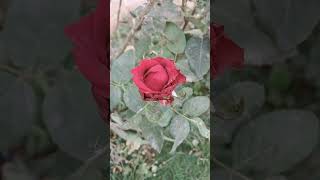 Colourful Roses Garden