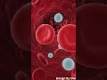 🩸 Amazing Human Blood Circulation in 41 Seconds#shorts