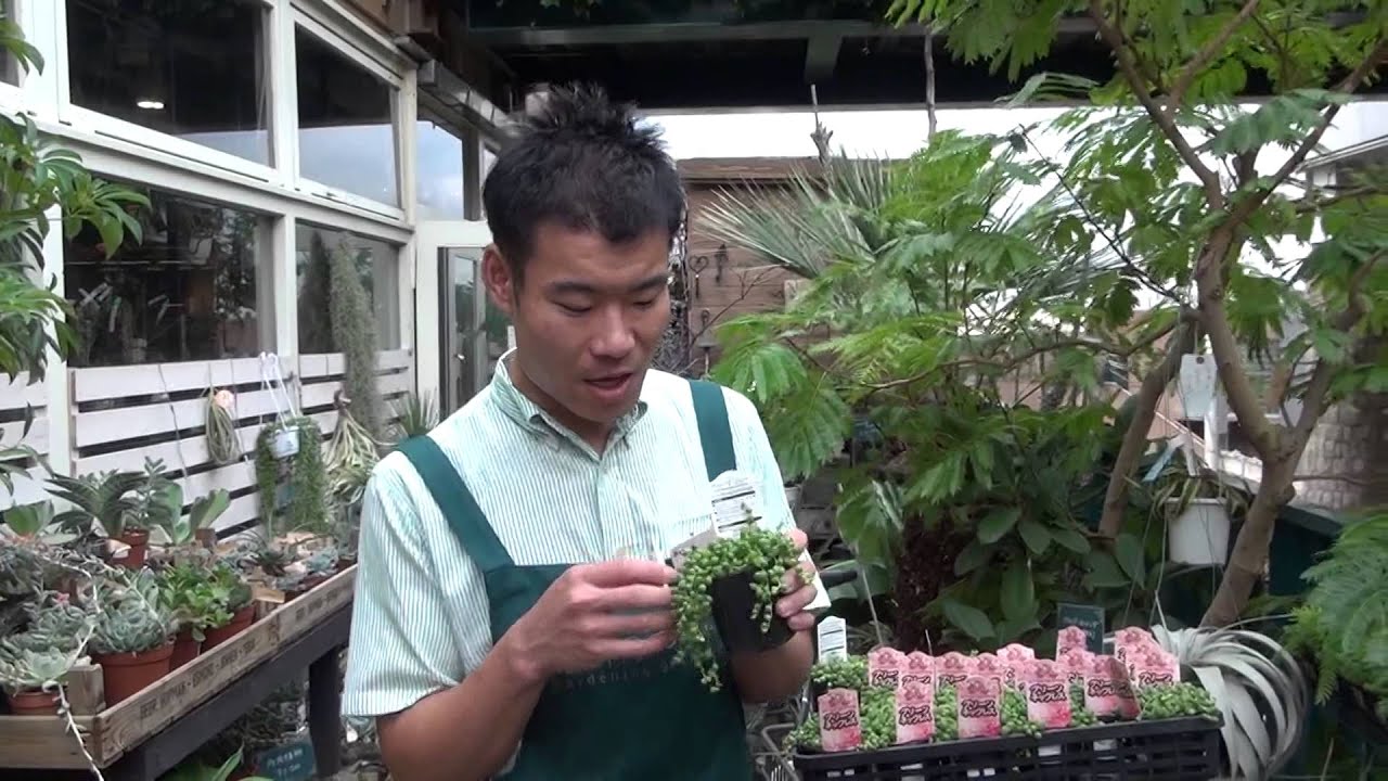 グリーンネックレスの育て方 日常管理 Youtube