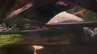 L173 Hypansistrus Plecos -All Settled In! (Rare Hypansistrus)