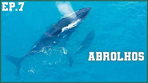 Qual a melhor época para ver as baleias em Abrolhos?
