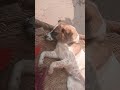 #dσg #dog 💯🦮#tα #labradorr #dєѕí dσg #lucí cutє pαí