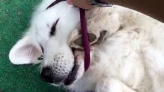 いう事を聞かないルンルン！【グレートピレニーズ greatpyrenees】