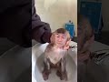 【驚愕】人の顔を持つ人面猿が発見されてしまう…