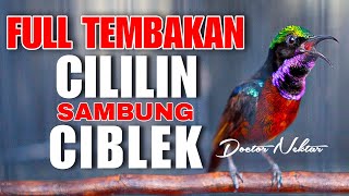 KOLIBRI NINJA GACOR FULL ISIAN TEMBAKAN CILILIN SAMBUNG BREN CIBLEK MEWAH COCOK BUAT MASTERAN KONIN