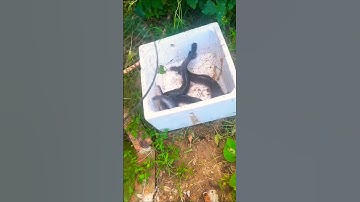 Catfish fishing 🎣 Amazing technique for catching Catfish, net fishing trap, Catfish #catfish #shorts