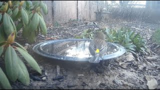 Bird Bath, February 14, 2024 by Alex P 184 views 2 months ago 2 minutes, 12 seconds