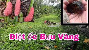 Nguyên nhân và Cách tiêu diệt Ốc Bưu vàng_Nhà Nông Tám Mười vlogs.